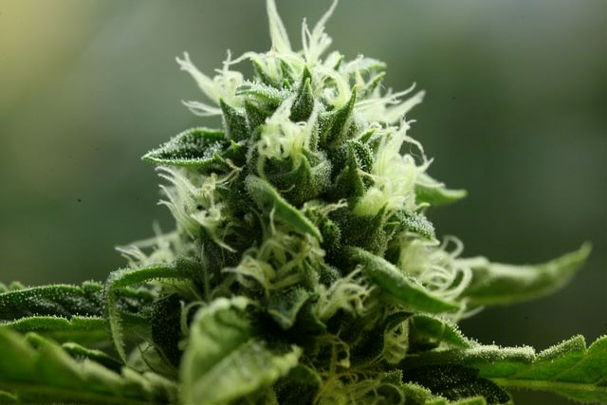 John Doe Marijuana Seeds