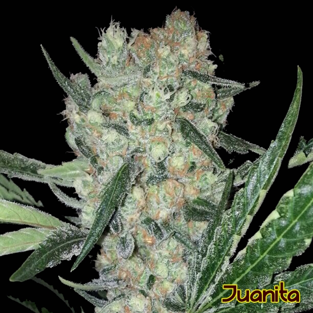 Juanita Feminized Seeds Marijuana Seeds