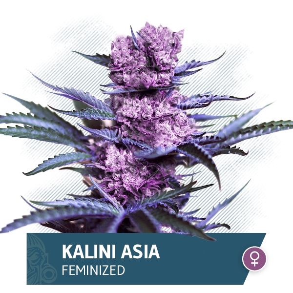 Kalini Asia Marijuana Seeds