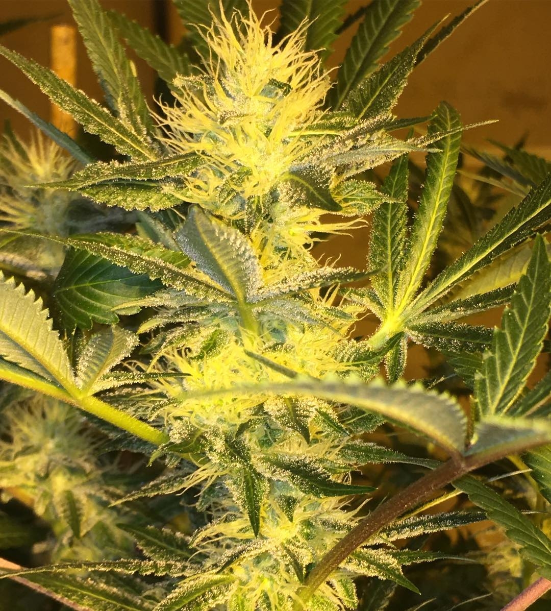 Kendawg by Dungeons Vault Genetics