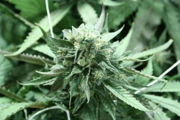 Khufu Marijuana Seeds