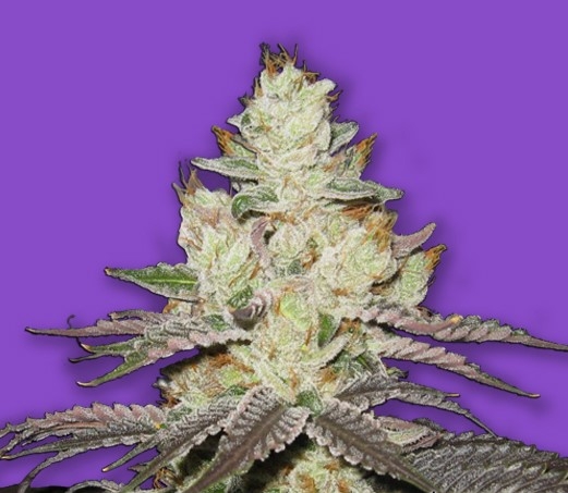 Killer Purps by Bomb Seeds