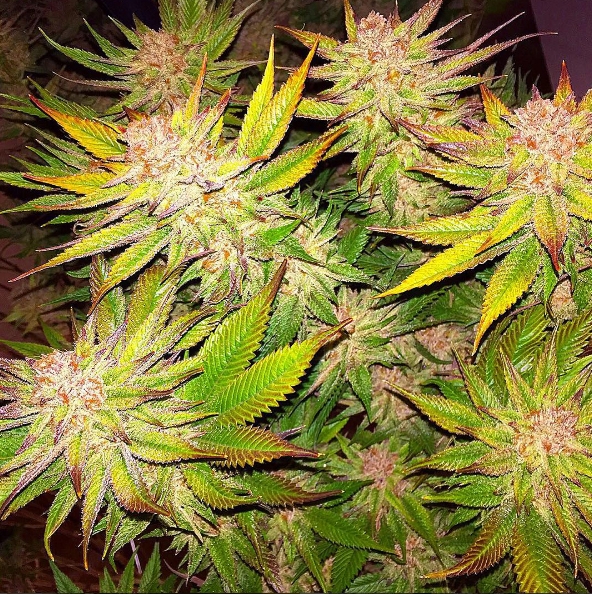 Kimbo Kush Marijuana Seeds