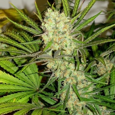 King Gelato Marijuana Seeds