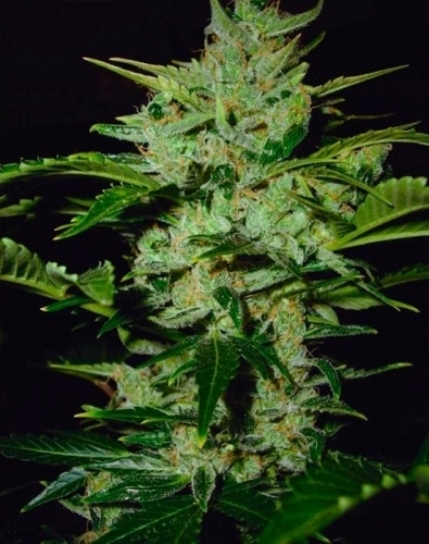 Kush Van Stitch Marijuana Seeds