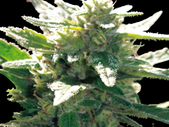 La Blanca Gold by Vision Seeds