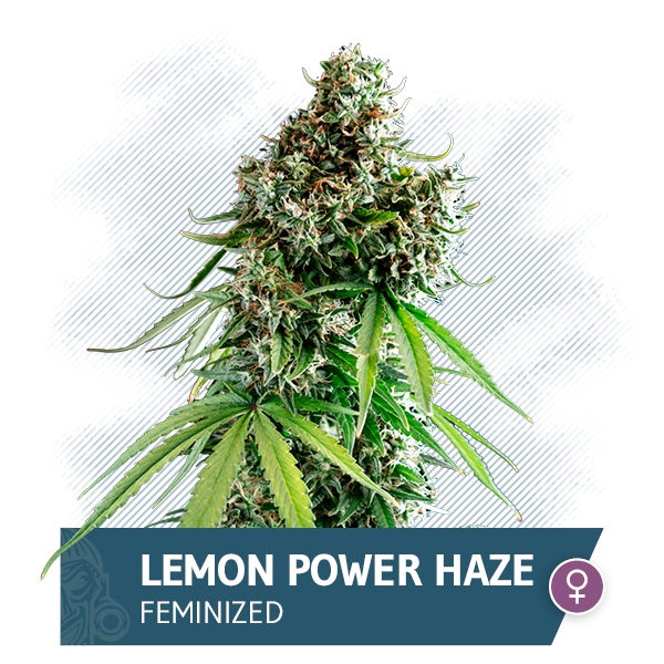 Lemon Power Haze Marijuana Seeds