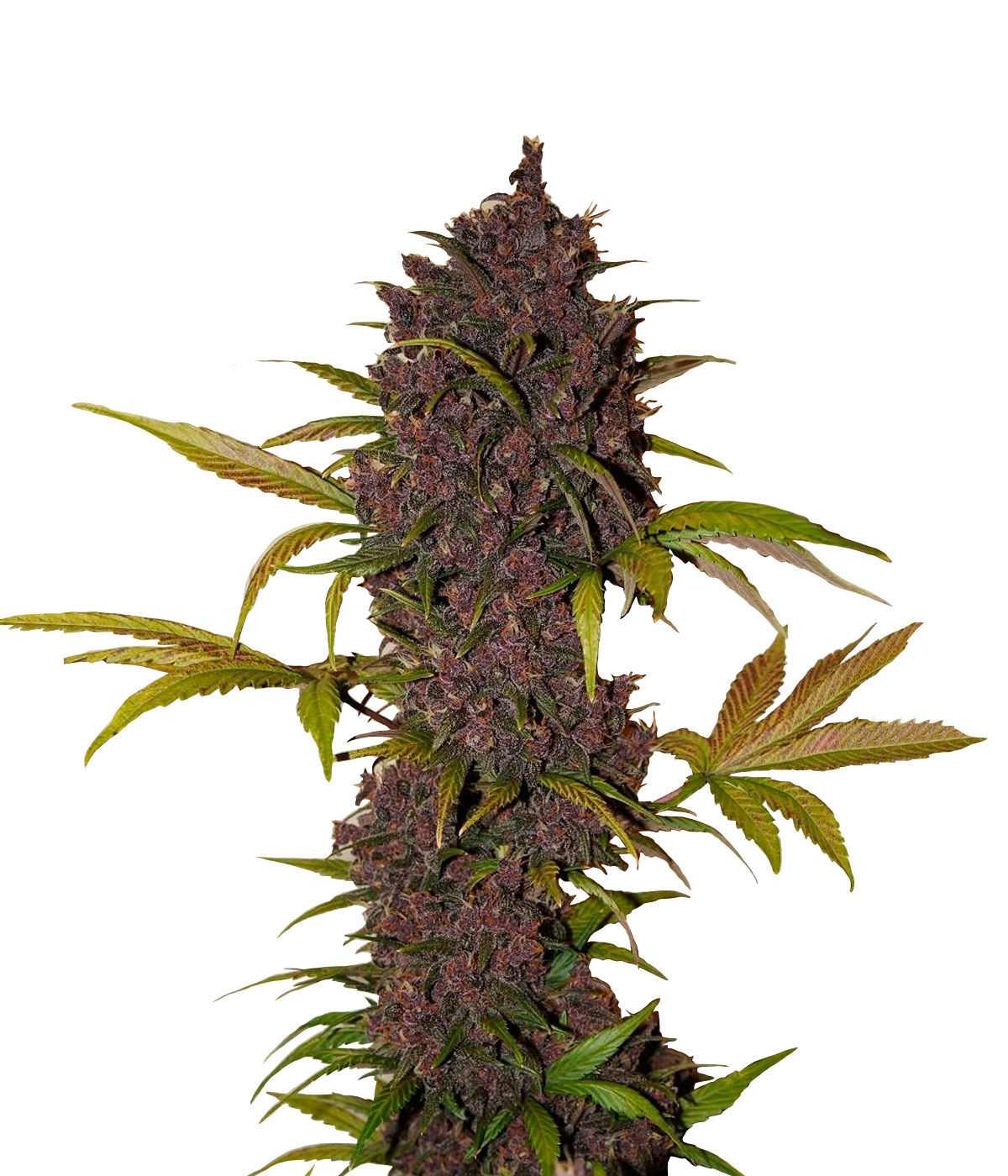 LSD-25 Marijuana Seeds