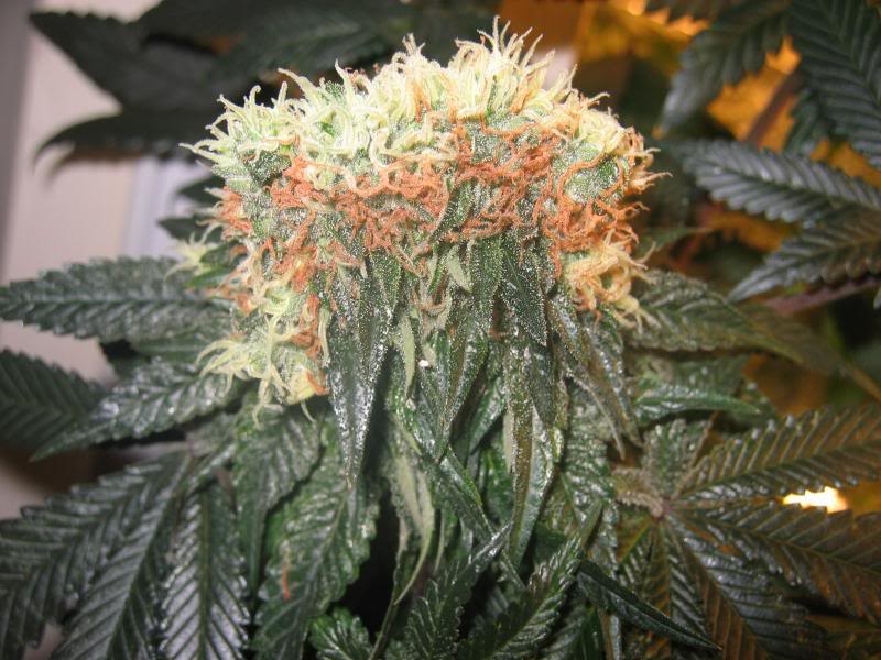 Magnum Marijuana Seeds