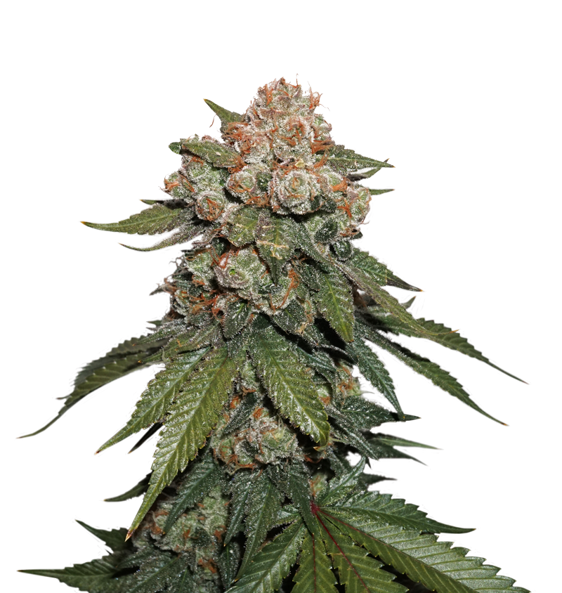 Maple Sherbet X Pre ’89 Skunk Marijuana Seeds