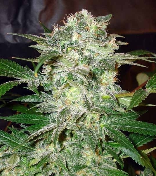 Mazar Kush Marijuana Seeds