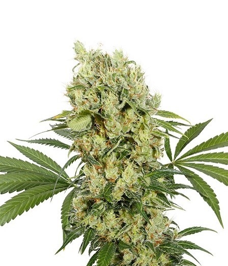 Medikit Marijuana Seeds
