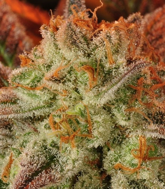 Mob Boss by Anesia Seeds