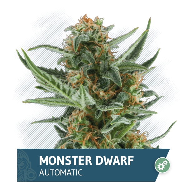 Monster Dwarf Auto Marijuana Seeds