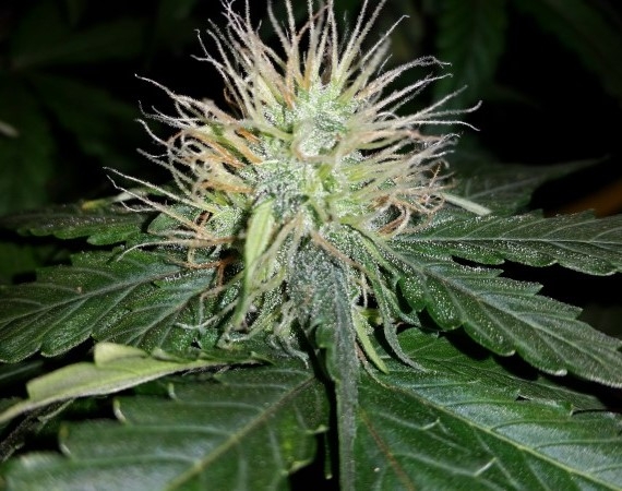 Moonstone Amnesia Marijuana Seeds