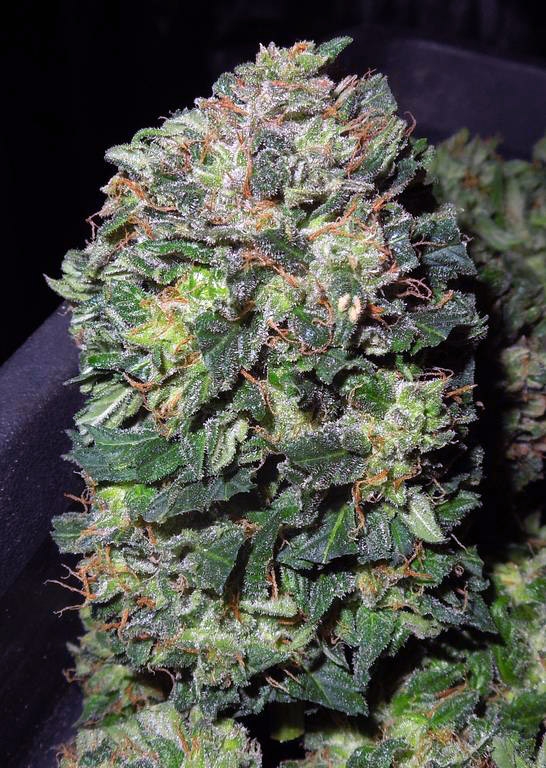 Nashira Marijuana Seeds
