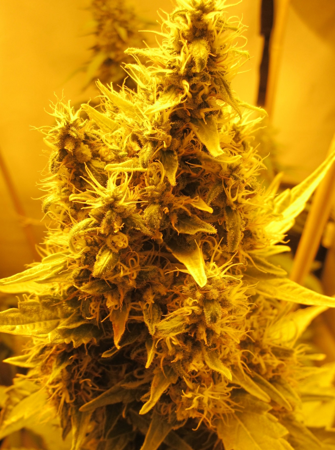 Nebula Marijuana Seeds