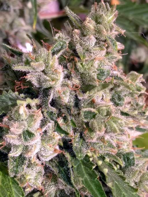 Nebula Stone Marijuana Seeds