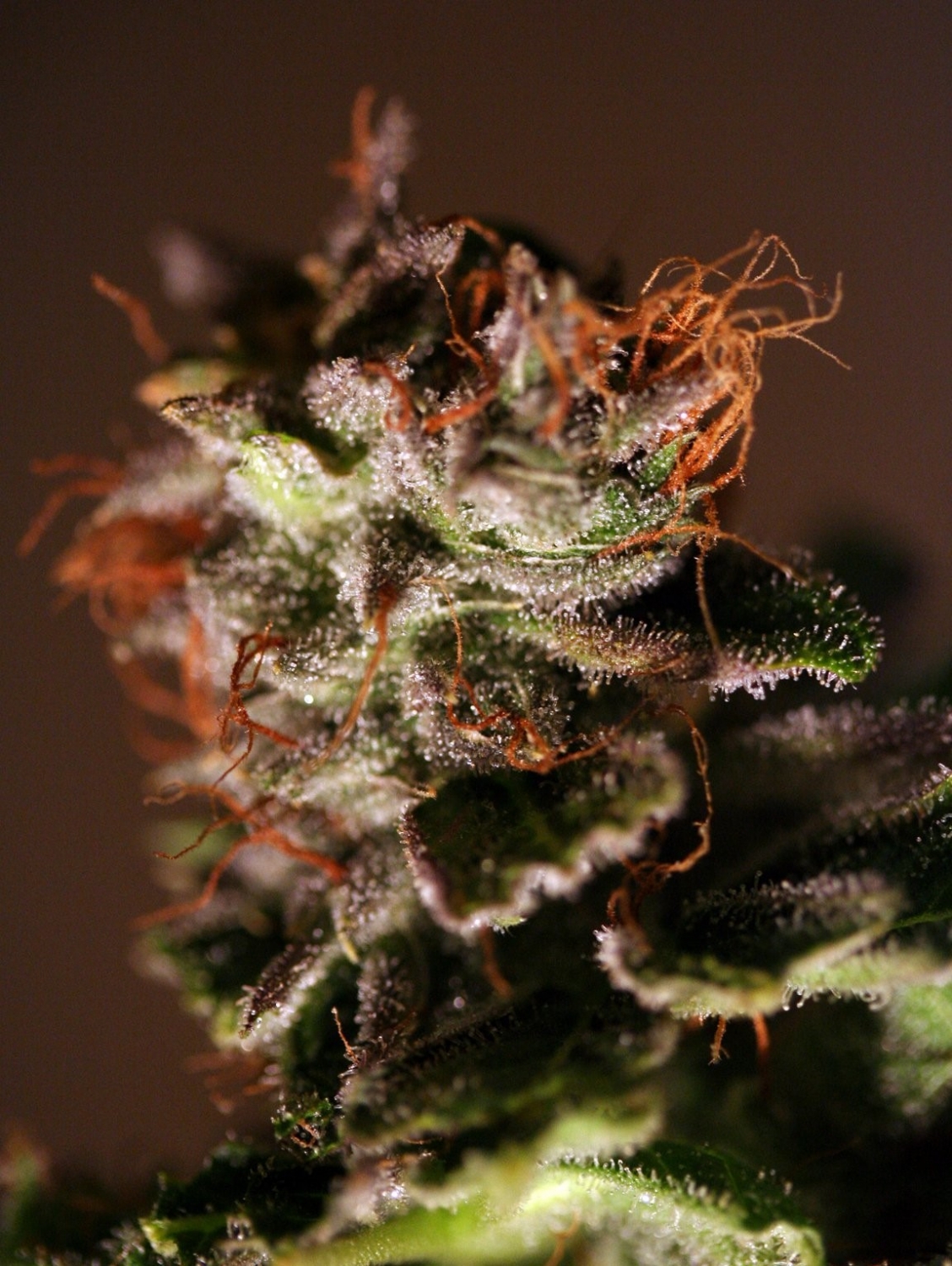 Nexus Marijuana Seeds