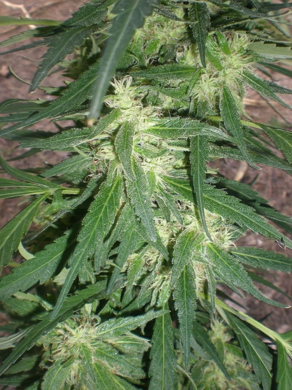 Nirvana Sky Marijuana Seeds