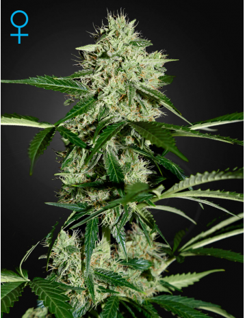 Northern Light Automatic by Green House Seeds