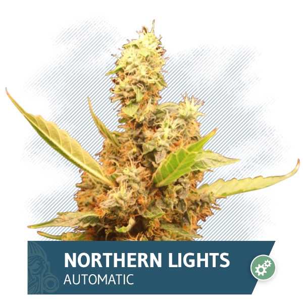 Northern Light Automatic Marijuana Seeds