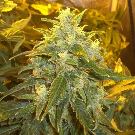 Northern Light Marijuana Seeds