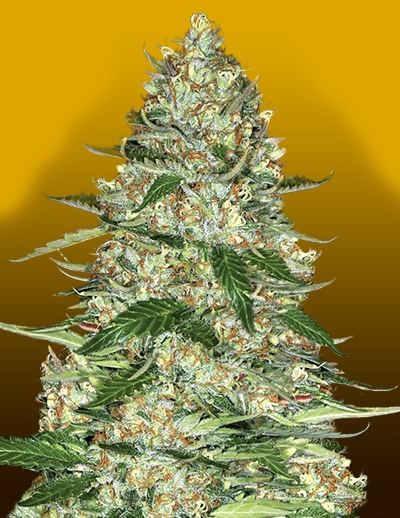 Northern Lights Auto by Crop King Seeds