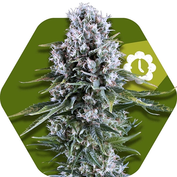 Northern Lights XL Autoflowering Marijuana Seeds