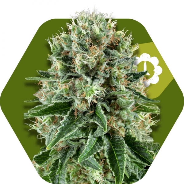 OG Bubble Gum Autoflowering Marijuana Seeds