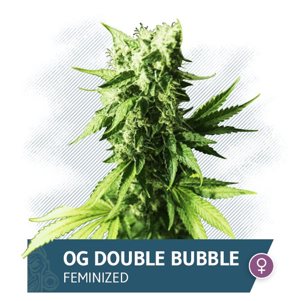 OG Double Bubble Marijuana Seeds