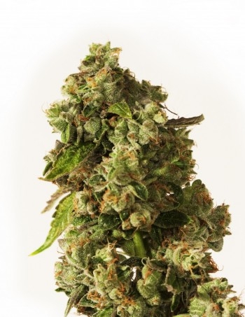 OG Reek&#039;n Marijuana Seeds