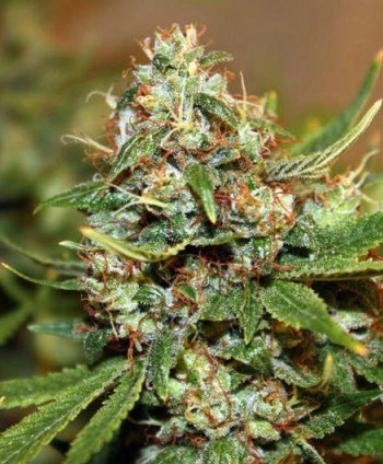 OJD&#039;s Haze Marijuana Seeds
