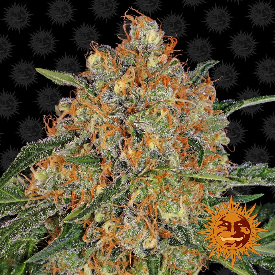 Orange Sherbert Marijuana Seeds