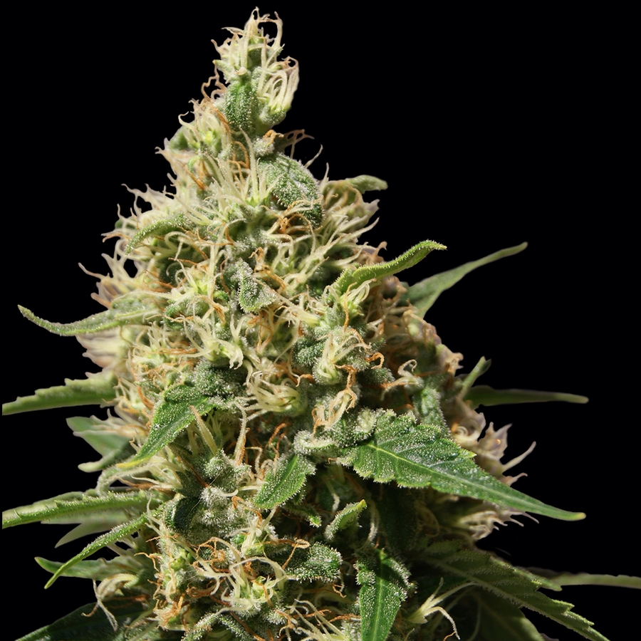 Peppermint Kush by 