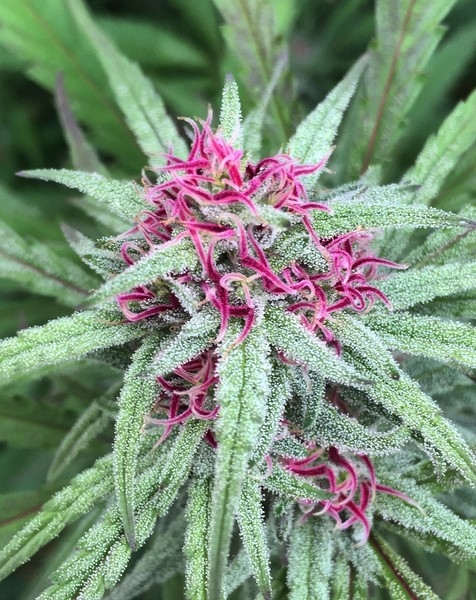 Pineapple Pomegranate by Massive Seeds