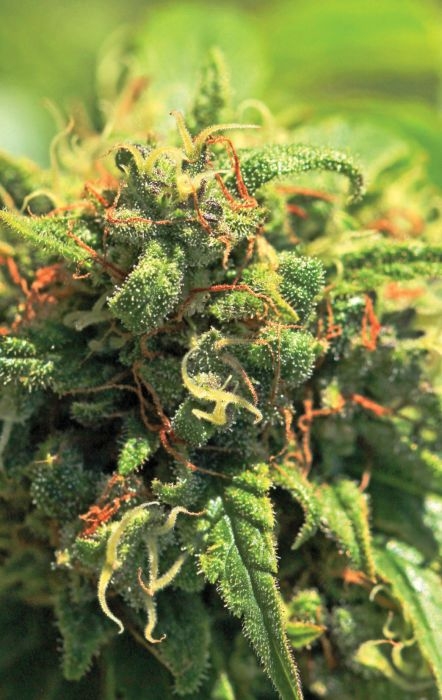 Pineapple Train Wreck Marijuana Seeds