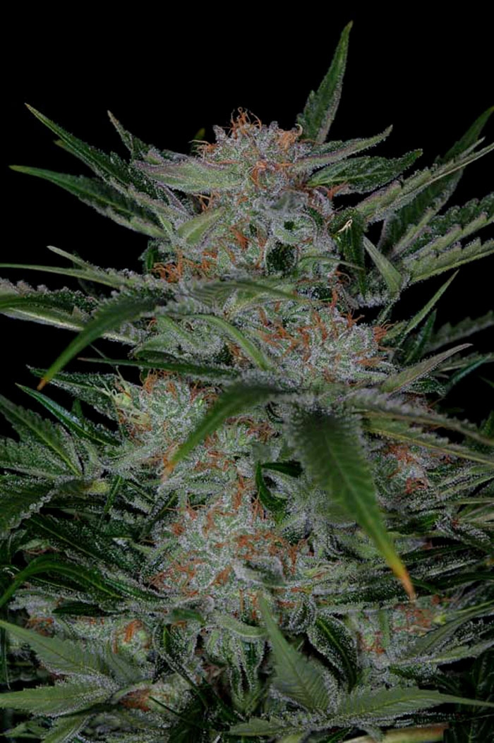 Plushberry by TGA Genetics Subcool Seeds