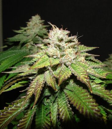 Pre-98 Bubba BX2 Marijuana Seeds