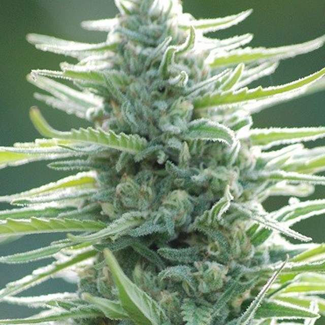 Pure Africa Feminized Seeds by Original Sensible Seeds