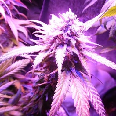 Purple Envy Marijuana Seeds
