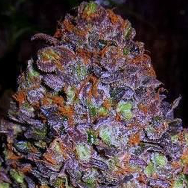 Purple Haze Auto Feminized Seeds Marijuana Seeds