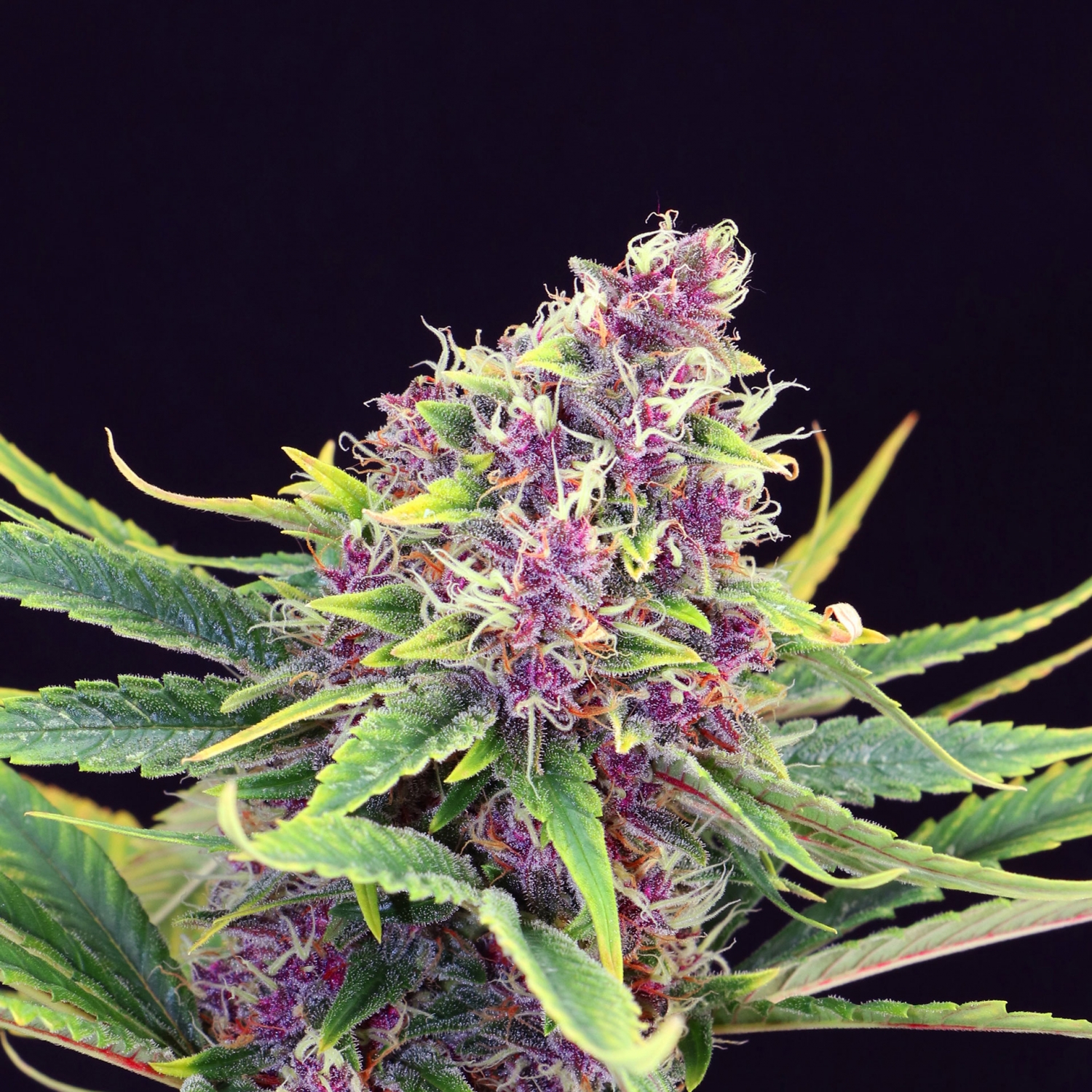 Purple Kush Marijuana Seeds