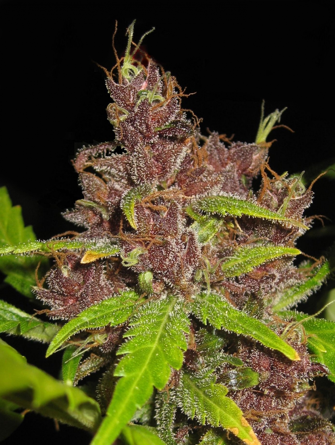 Purple Mazar Auto Marijuana Seeds