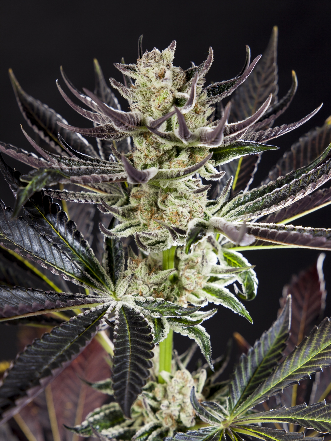 Purple Punch X Do Si Dos by Philosopher Seeds