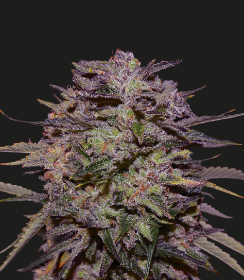 Purple Russian Express Marijuana Seeds
