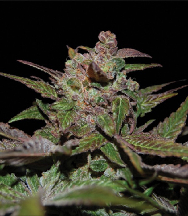 Purple Wreck Marijuana Seeds