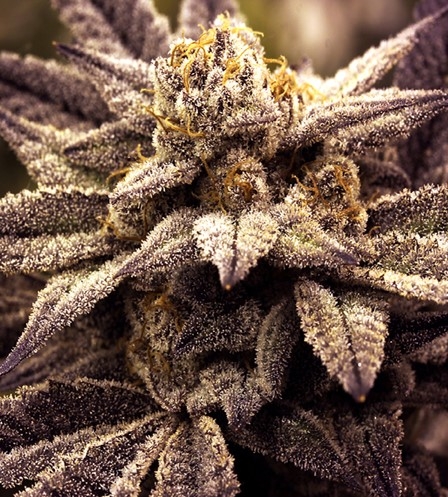Rare Darkness Marijuana Seeds