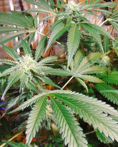 Red Leicester Tease Marijuana Seeds