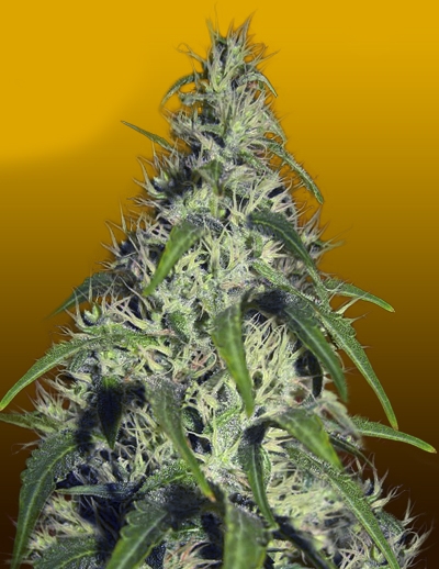 Revolver Auto by Crop King Seeds